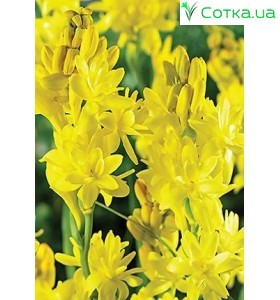 Тубероза (Полиантес) Super Gold®