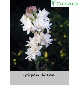 Тубероза (Полиантес)The Pearl