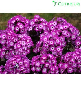Флокс (Phlox) Laura