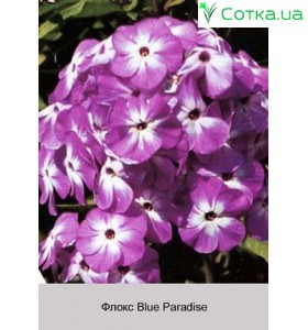 Флокс (Phlox) Blue Paradise