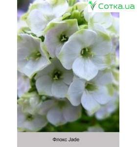 Флокс Jade
