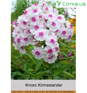 Флокс Kirmeslander