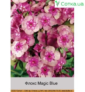 Флокс Magic Blue