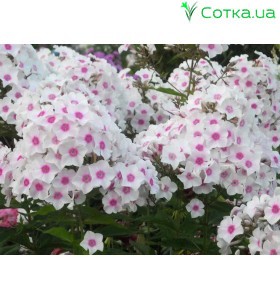 Флокс (Phlox) Miss Holland