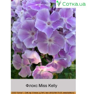 Флокс Miss Kelly