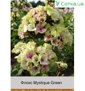 Флокс Mystique Green