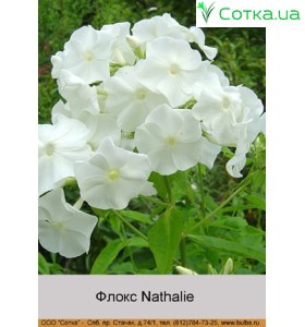 Флокс Nathalie