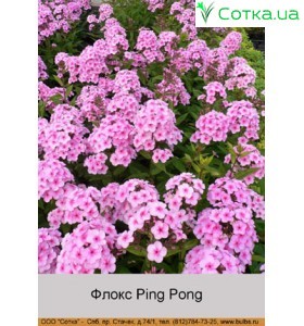 Флокс Ping Pong