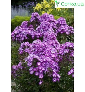 Флокс (Phlox) Pixie Miracle