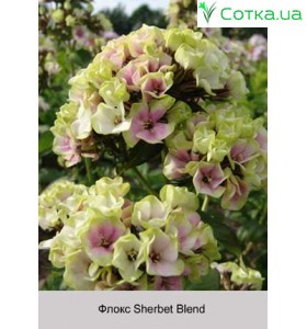 Флокс Sherbet Blend