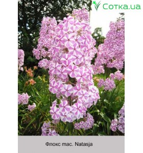 Флокс Natasja
