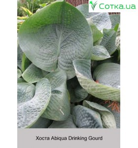 Хоста Abiqua Drinking Gourd