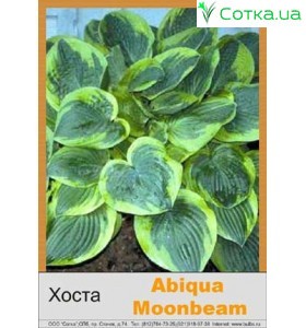 Хоста Abiqua Moonbeam