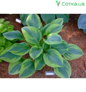 Хоста (Hosta)	Alex Summers