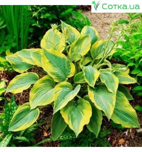 Хоста (Hosta)	Alvatine Taylor