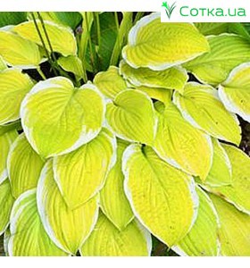 Хоста (Hosta)	American Dream