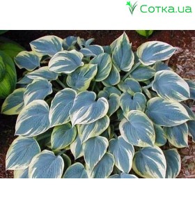 Хоста (Hosta)	Aristocrat®