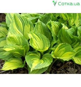 Хоста (Hosta)	Aureomaculata