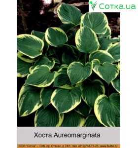 Хоста Aureomarginata