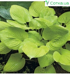 Хоста (Hosta)	Banana Kid
