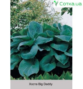 Хоста Big Daddy