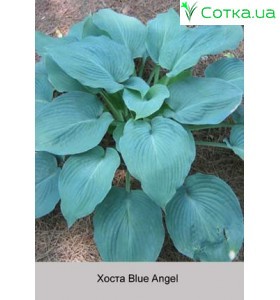 Хоста Blue Angel