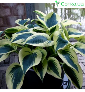 Хоста (Hosta)	Blue Ivory®