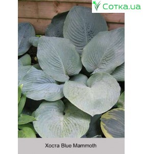 Хоста Blue Mammoth