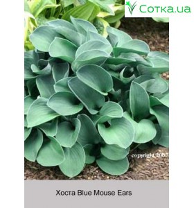 Хоста Blue Mouse Ears