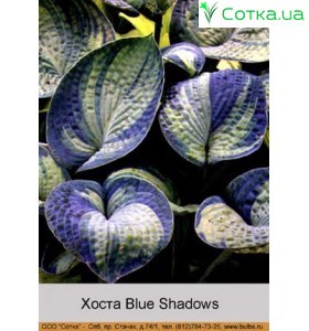 Хоста Blue Shadows
