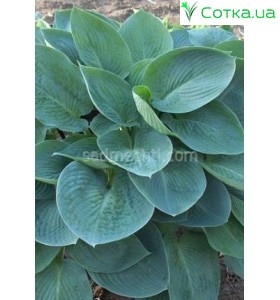 Хоста (Hosta) Blue Vision