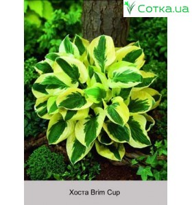 Хоста Brim Cup