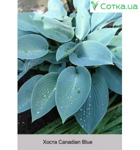 Хоста Canadian Blue