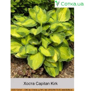 Хоста Capitan Kirk