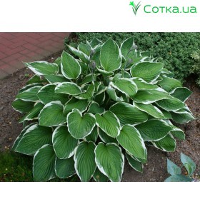 Хоста (Hosta)	Carol