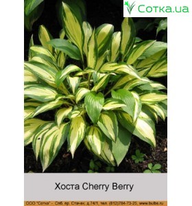 Хоста Cherry Berry