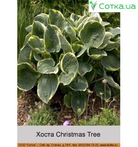 Хоста Christmas Tree