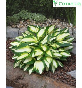 Хоста (Hosta)	Color Festival®
