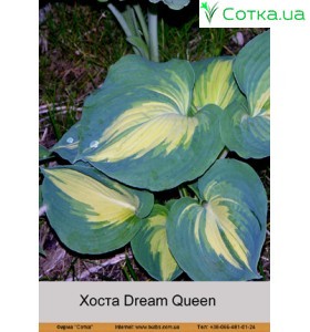 Хоста Dream Queen