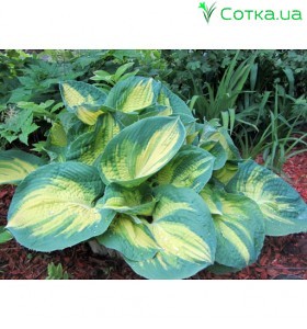 Хоста (Hosta)	Dream Weaver