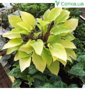 Хоста (Hosta)	Fire Island