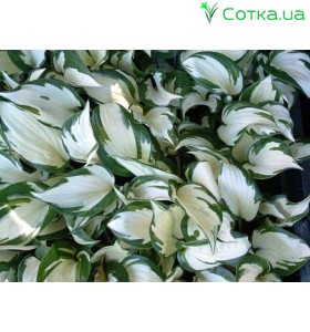 Хоста (Hosta)	Fire and Ice