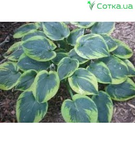 Хоста (Hosta)	Flavocircinalis