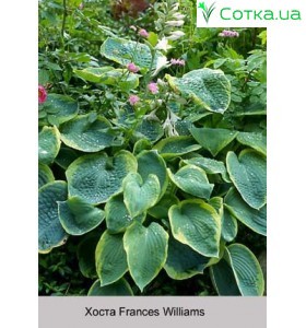 Хоста Frances Williams
