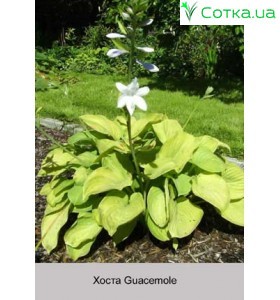 Хоста Guacemole