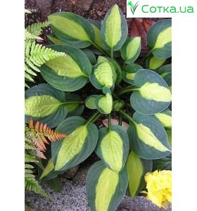 Хоста (Hosta) Gypsy Rose