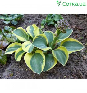 Хоста (Hosta) Lucky Mouse®