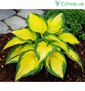 Хоста (Hosta) Orange Marmelade