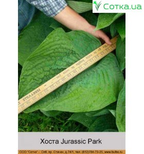 Хоста Jurassic Park