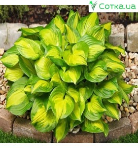 Хоста (Hosta)	Lakeside Banana Bay